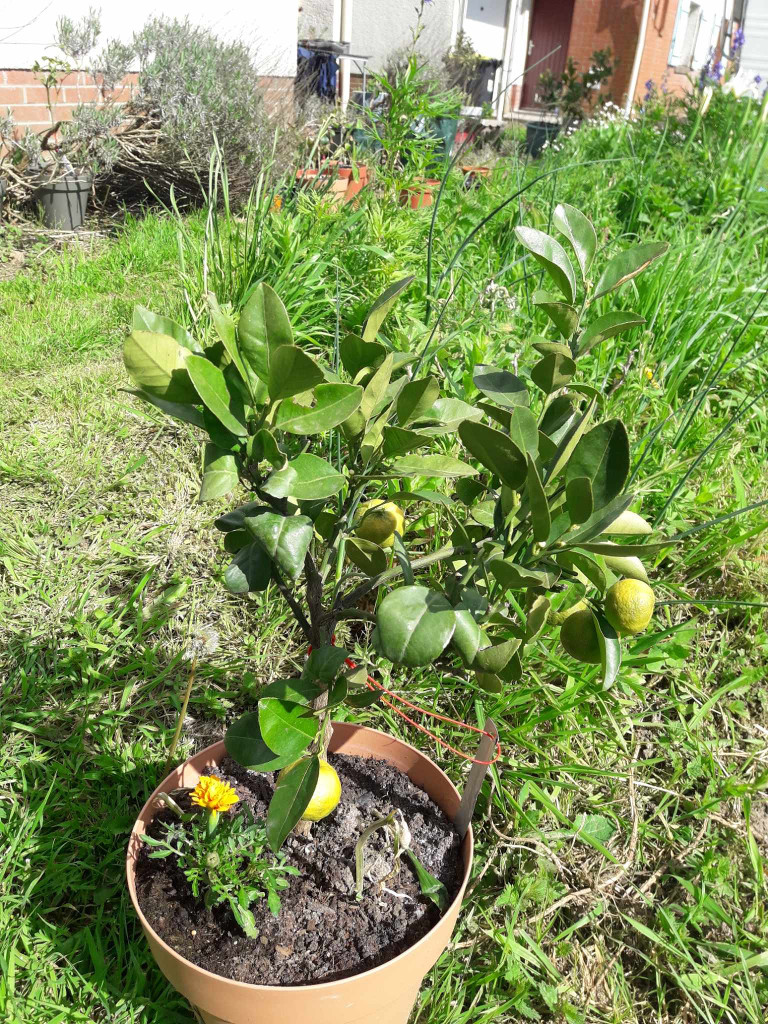 Zoomer sur l'image : 