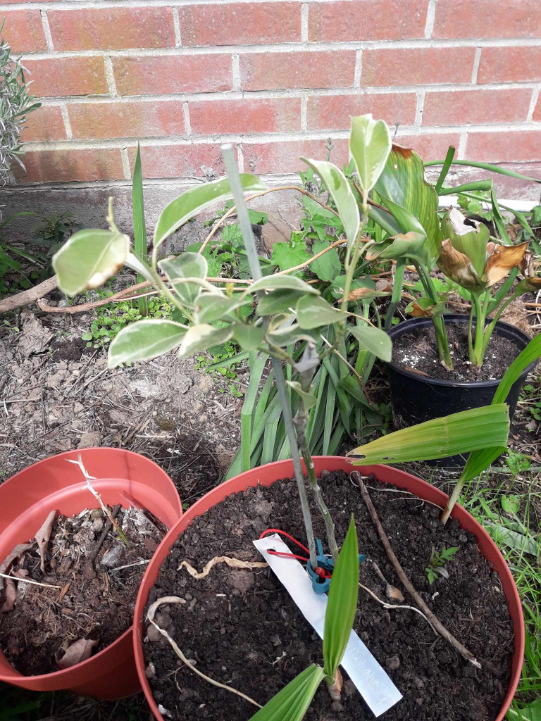 Zoomer sur l'image : 