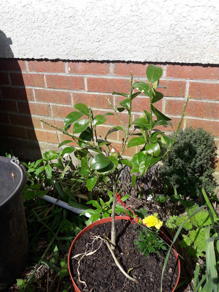 Zoomer sur l'image : 