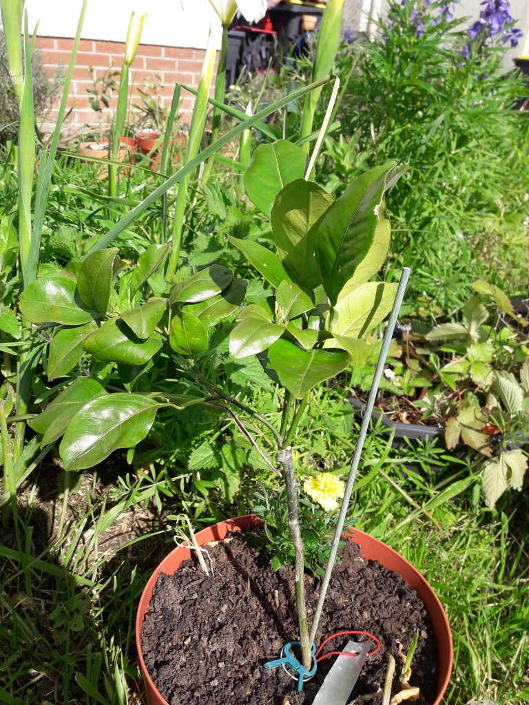 Zoomer sur l'image : 