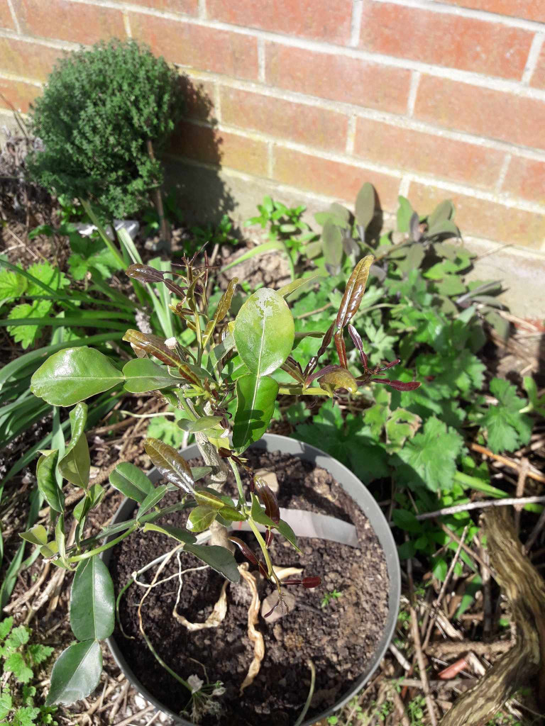 Zoomer sur l'image : 