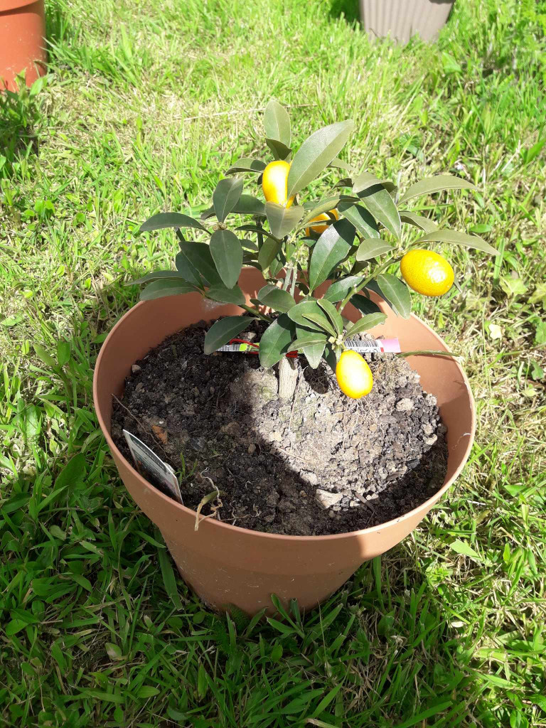 Zoomer sur l'image : 