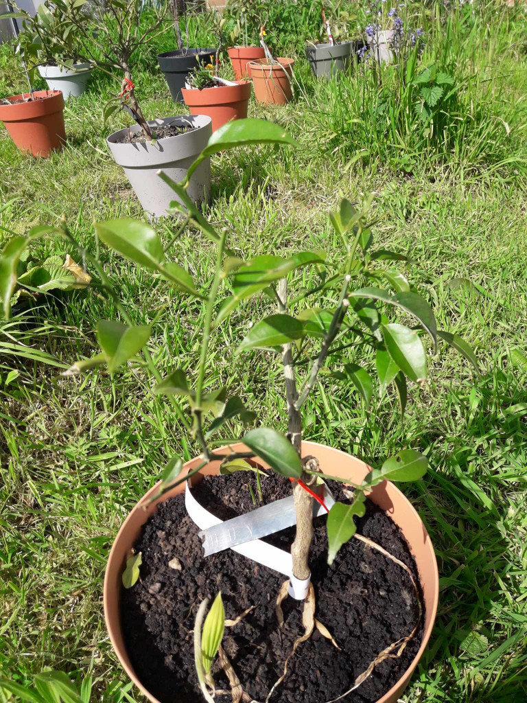 Zoomer sur l'image : 