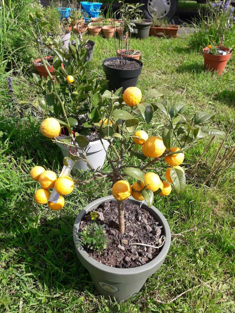 Zoomer sur l'image : 