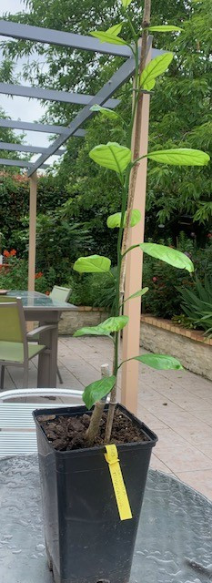 Zoomer sur l'image : GREFFAGE EN CHIP BUDDING