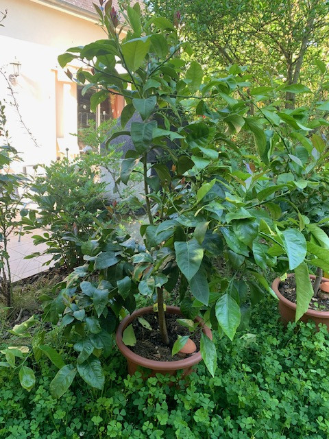 Zoomer sur l'image : citron de menton