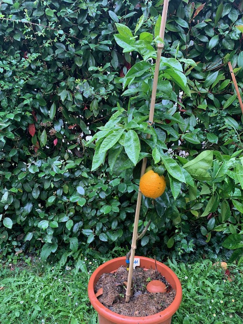 Zoomer sur l'image : orange sanguine