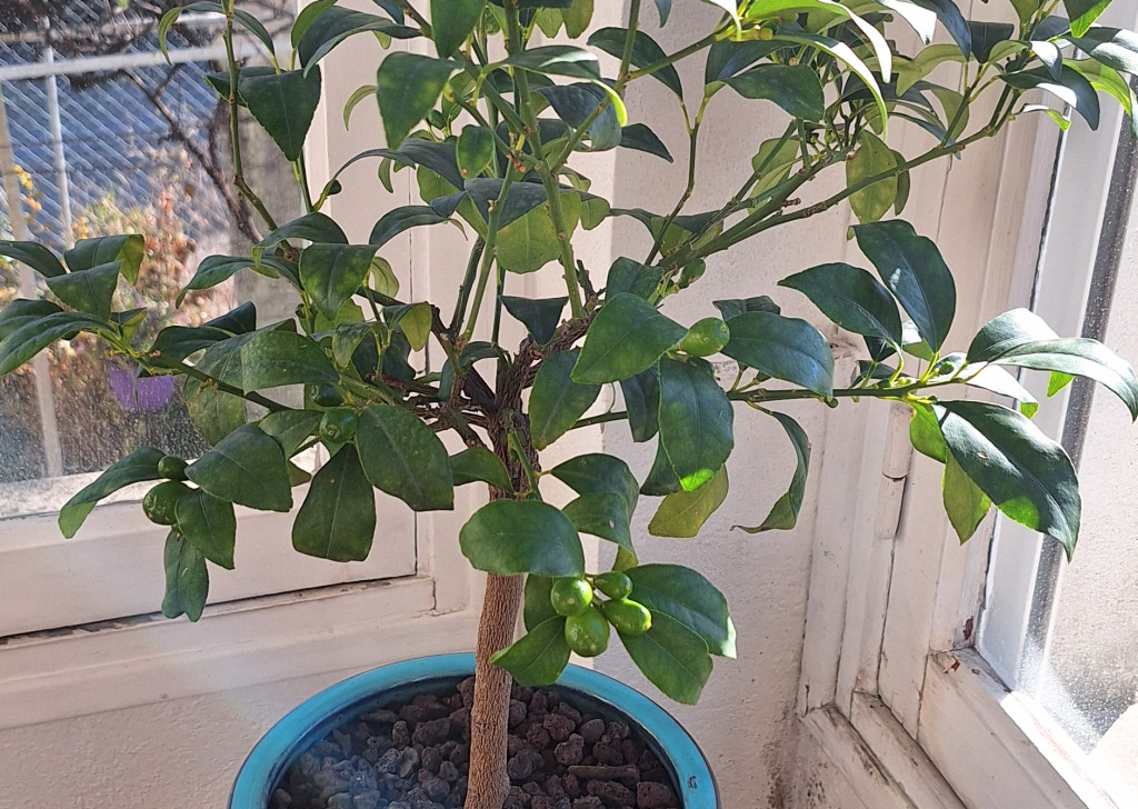 Zoomer sur l'image : Kumquat