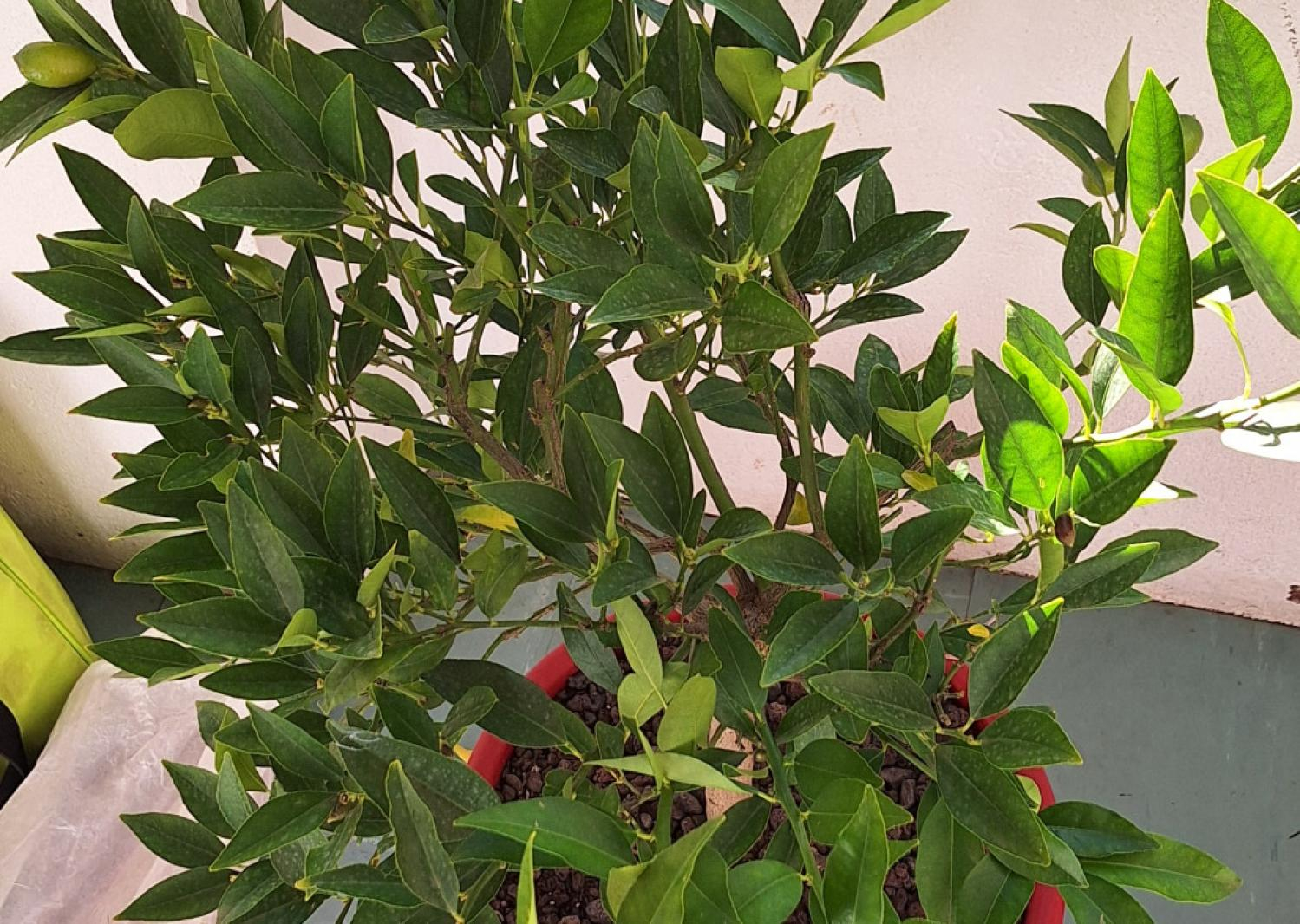 Zoomer sur l'image : Limequat Tavares - PG ignoré