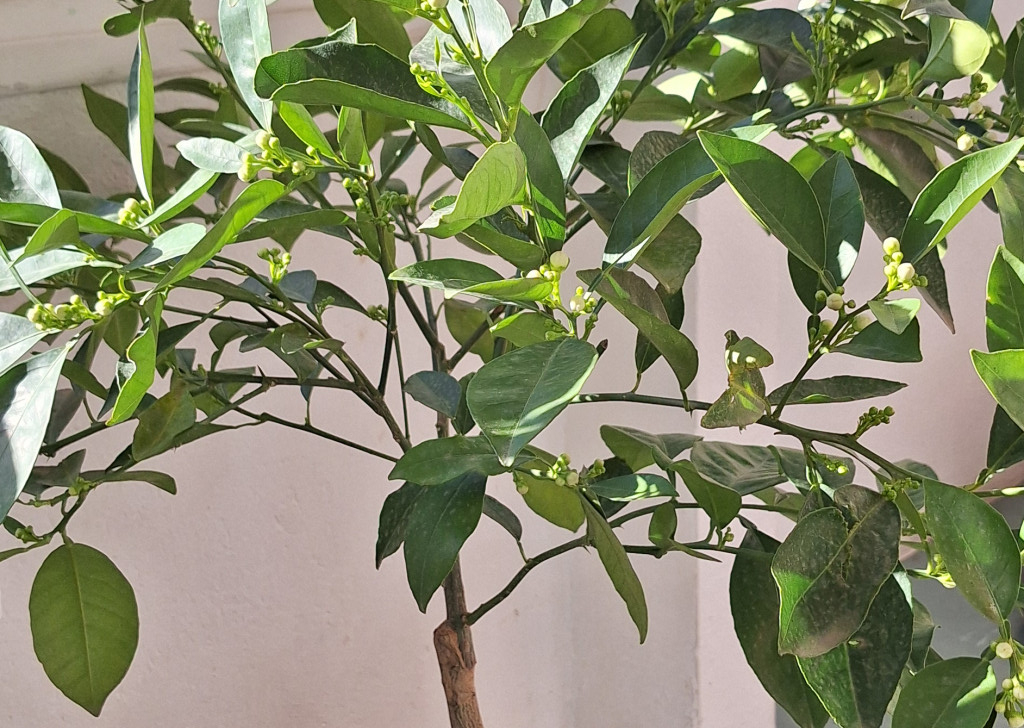 Zoomer sur l'image : Orange Washington Navel - C35