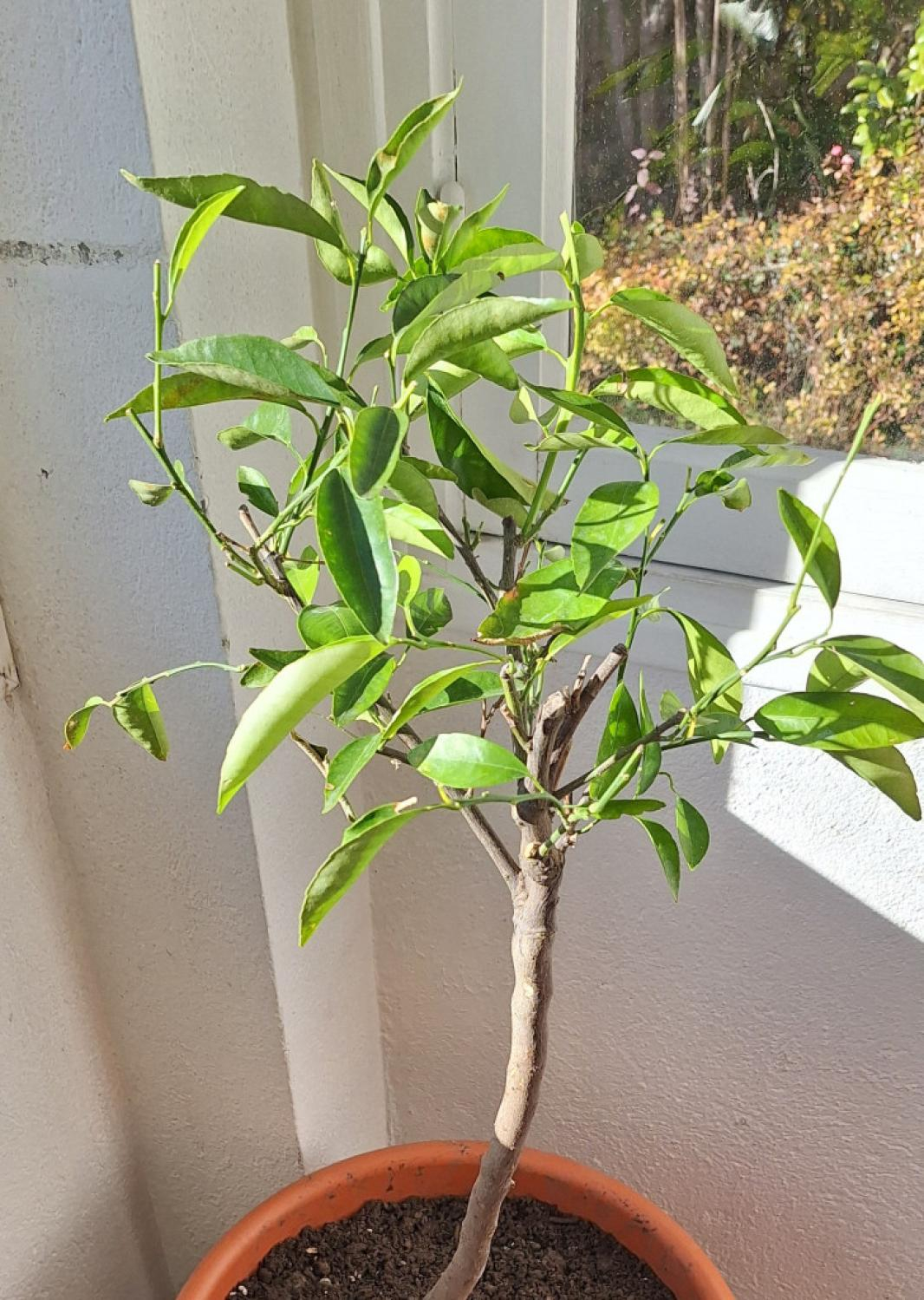 Zoomer sur l'image : Oranger - Citrus sinensis - PG ignoré