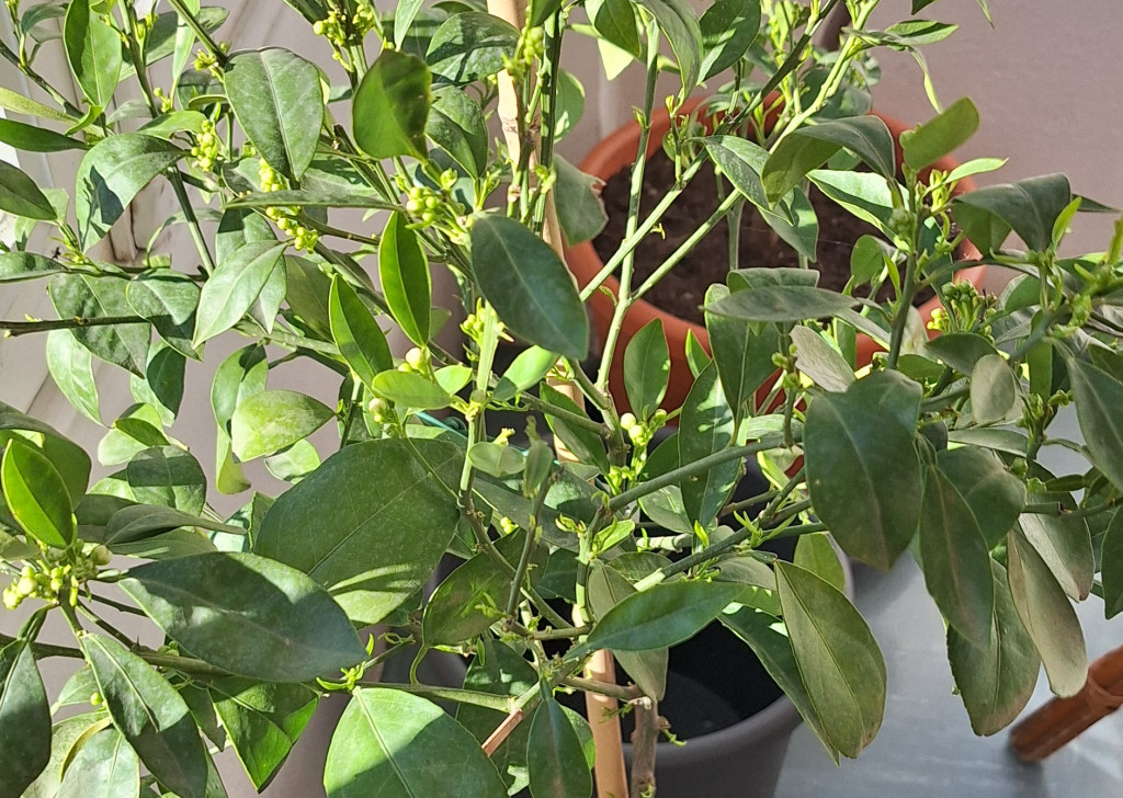 Zoomer sur l'image : Orange Cara Cara - C35