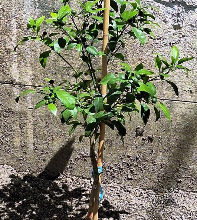 Zoomer sur l'image : Satsuma Owari - FA5