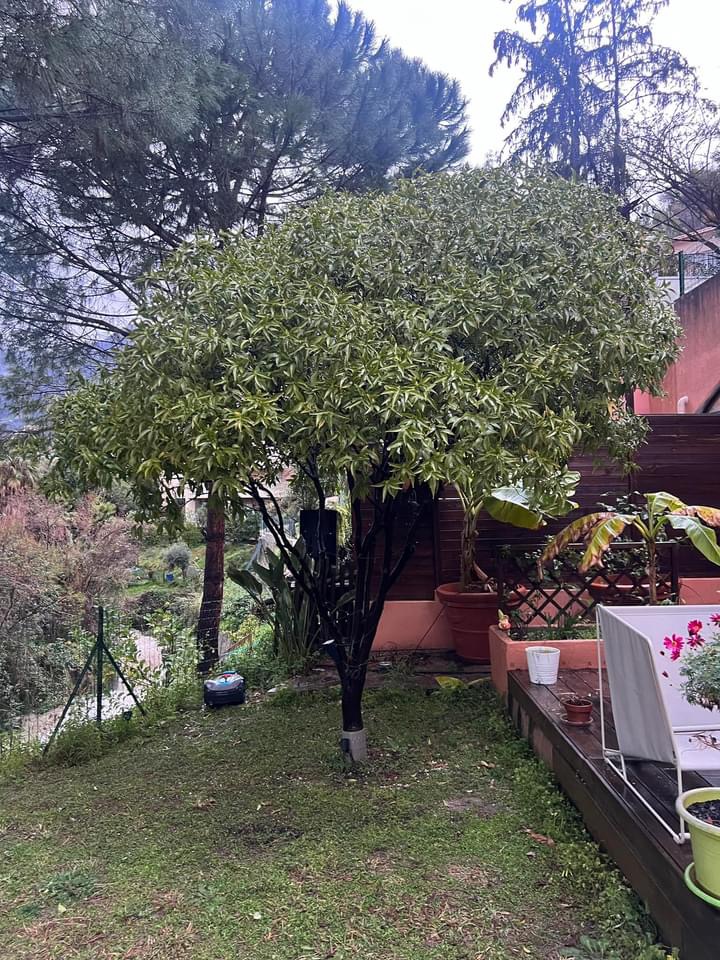 Zoomer sur l'image : 