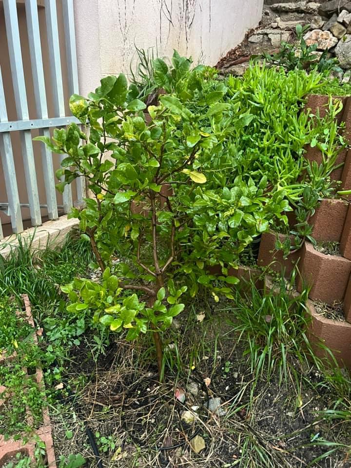 Zoomer sur l'image : 