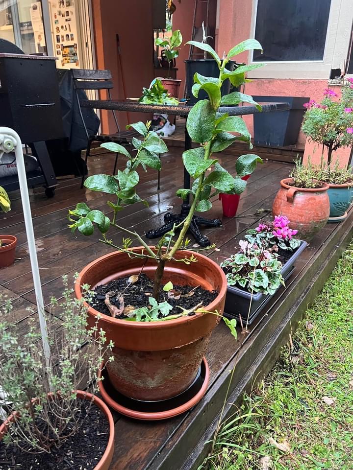 Zoomer sur l'image : 