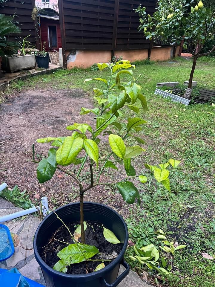 Zoomer sur l'image : 