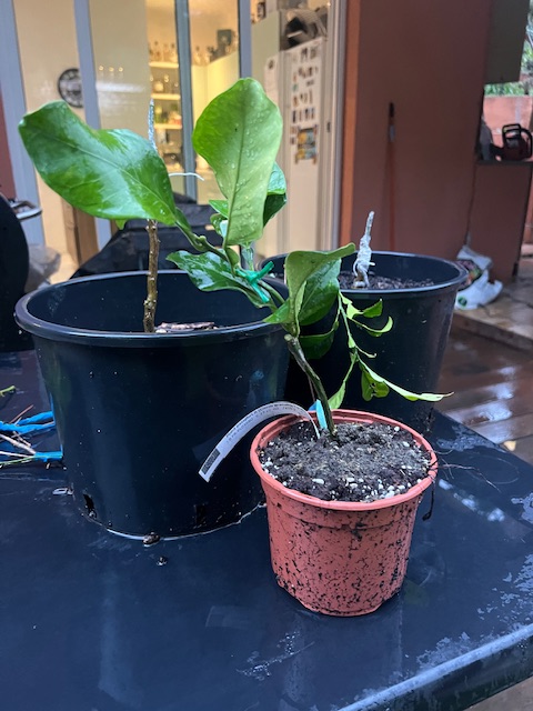 Zoomer sur l'image : 