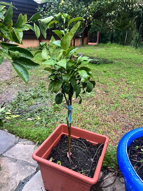 Zoomer sur l'image : 