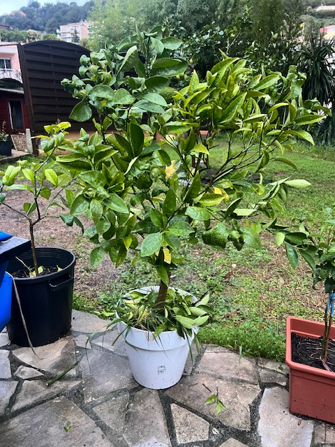 Zoomer sur l'image : 