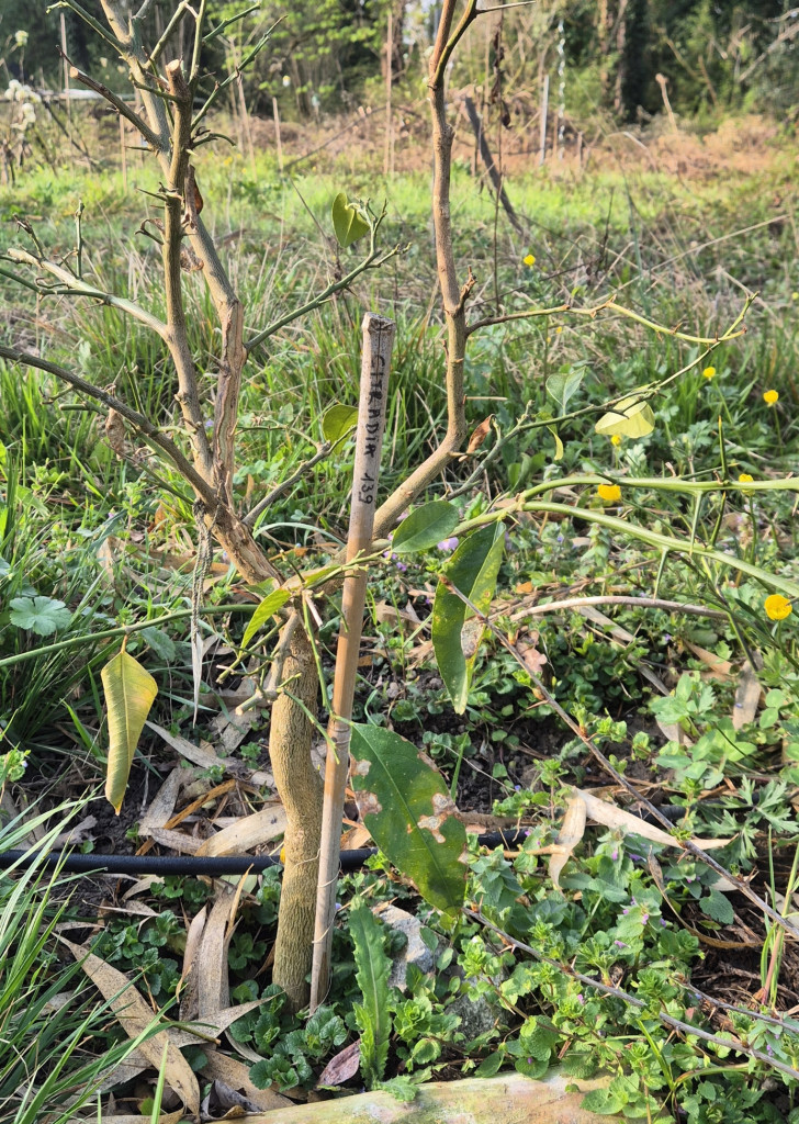 Zoomer sur l'image : 