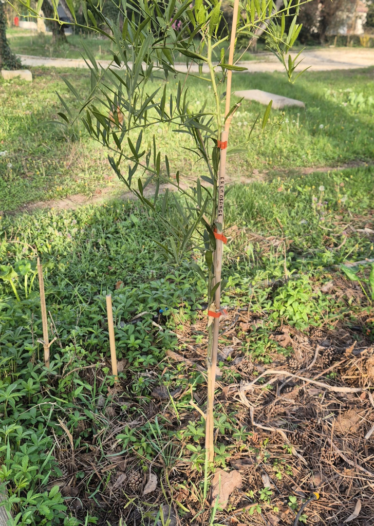 Zoomer sur l'image :  Citrangeremo