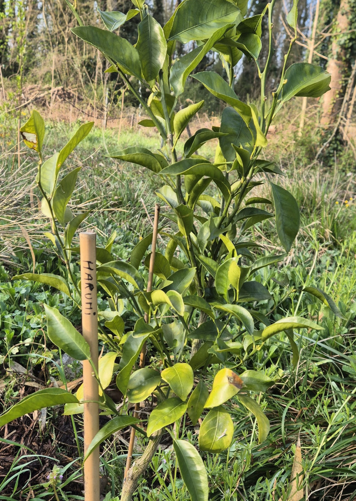 Zoomer sur l'image : 