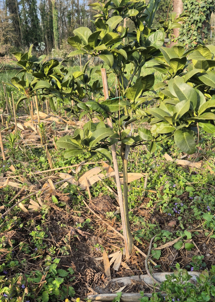 Zoomer sur l'image : 