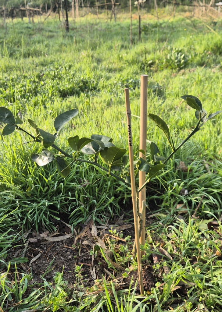 Zoomer sur l'image : 