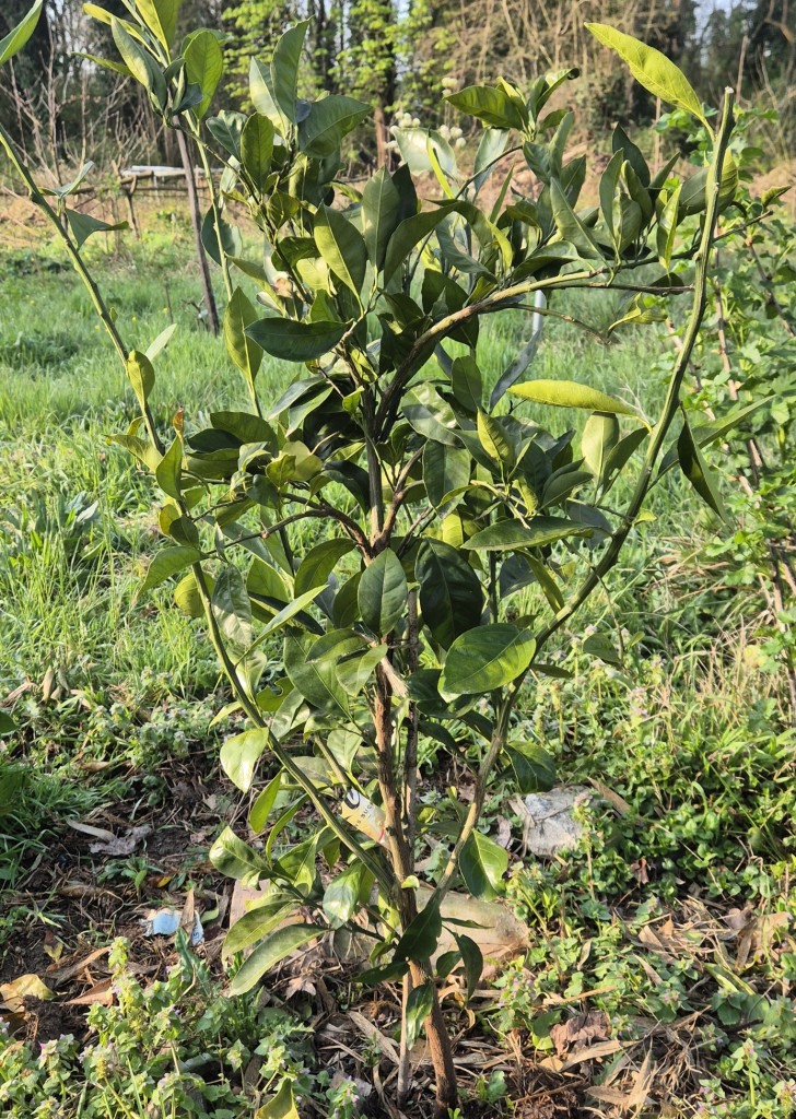 Zoomer sur l'image : 