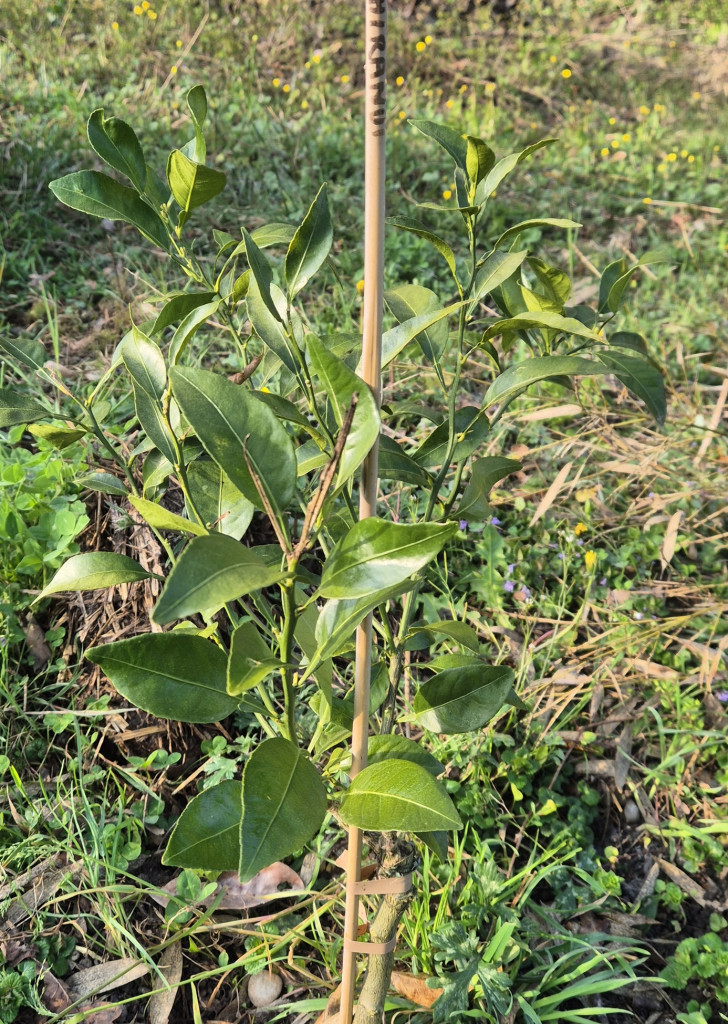 Zoomer sur l'image : Shiranui /FA5