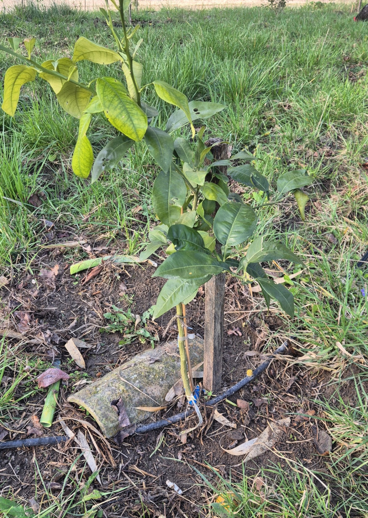 Zoomer sur l'image : WELKER /FA5