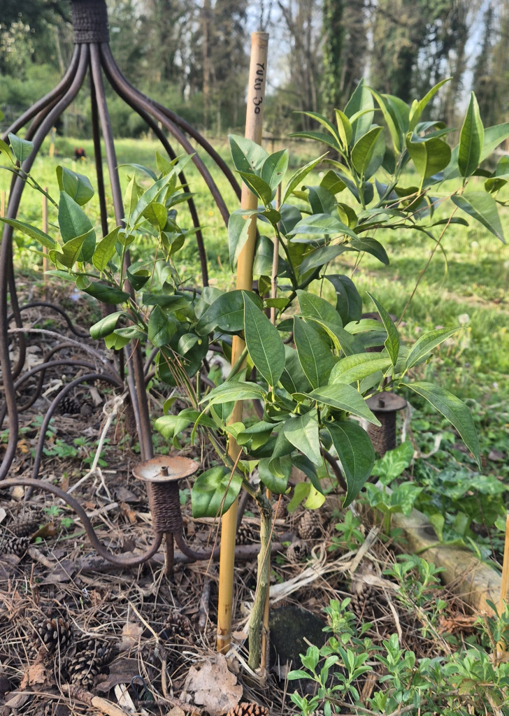 Zoomer sur l'image : 