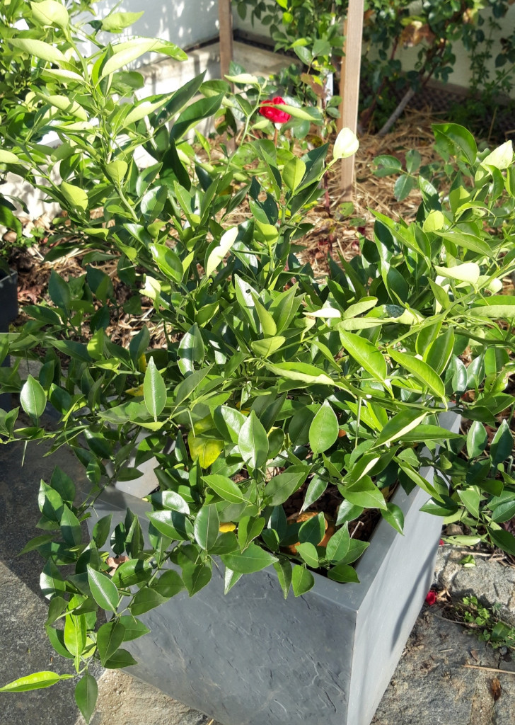 Zoomer sur l'image : 