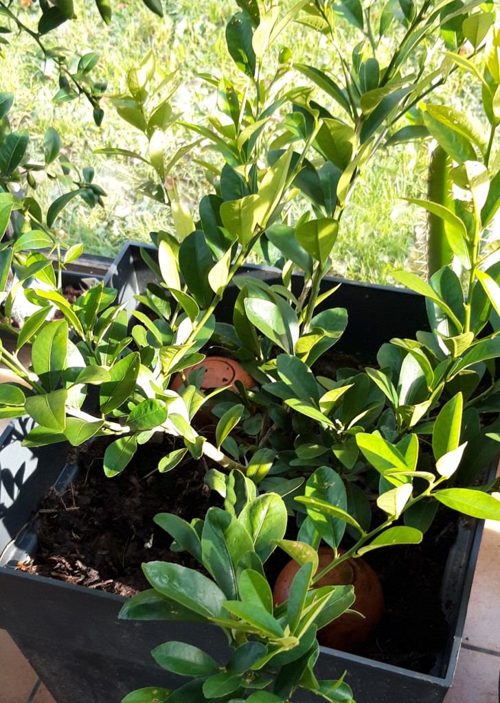 Zoomer sur l'image : 