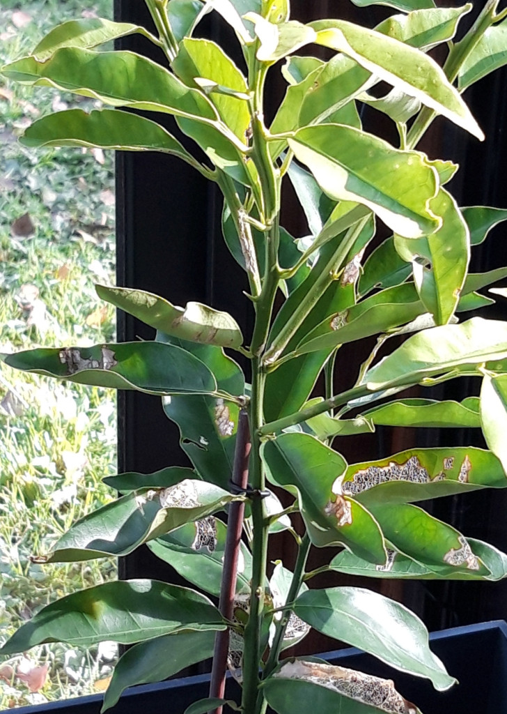 Zoomer sur l'image : 