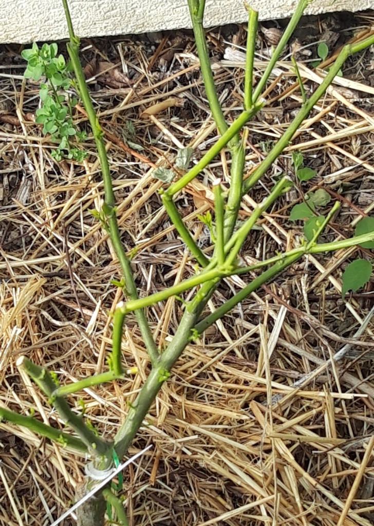 Zoomer sur l'image : 