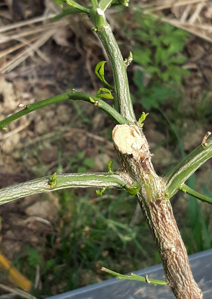 Zoomer sur l'image : 