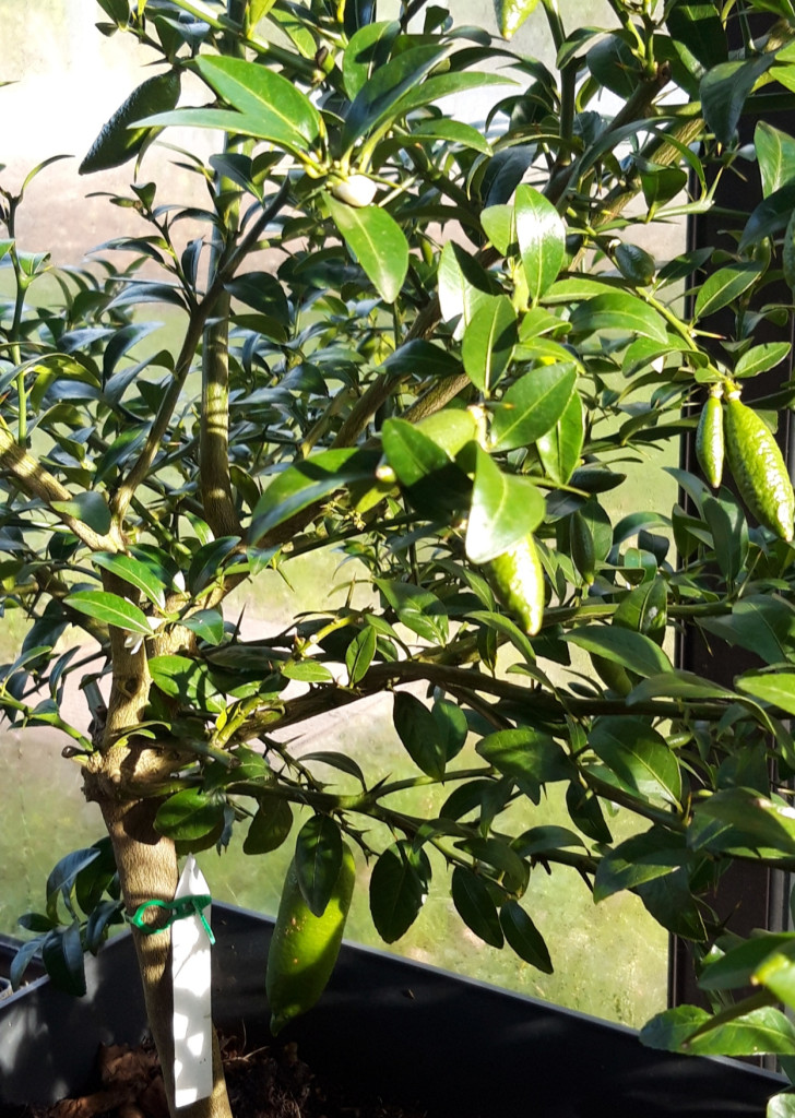 Zoomer sur l'image : 