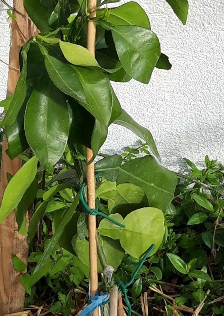 Zoomer sur l'image : 