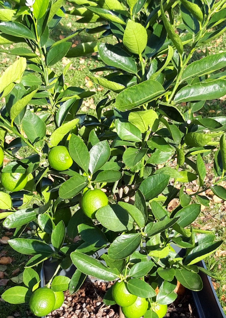 Zoomer sur l'image : 