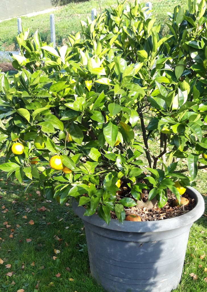 Zoomer sur l'image : 