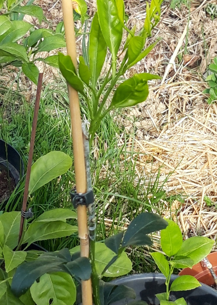 Zoomer sur l'image : 