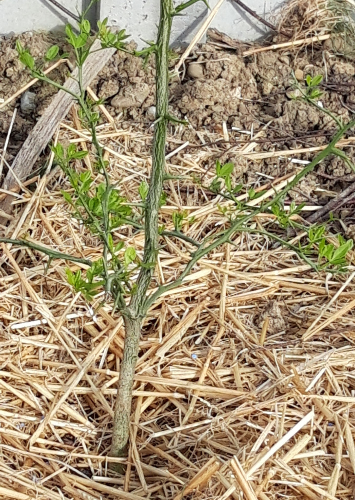 Zoomer sur l'image : 