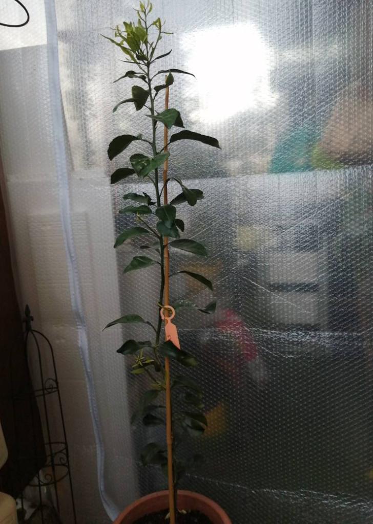 Zoomer sur l'image : 