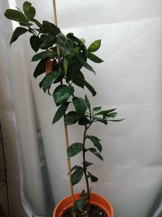 Zoomer sur l'image : 