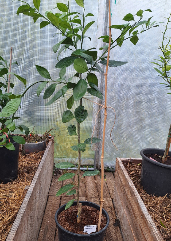 Zoomer sur l'image : Satsuma Owari