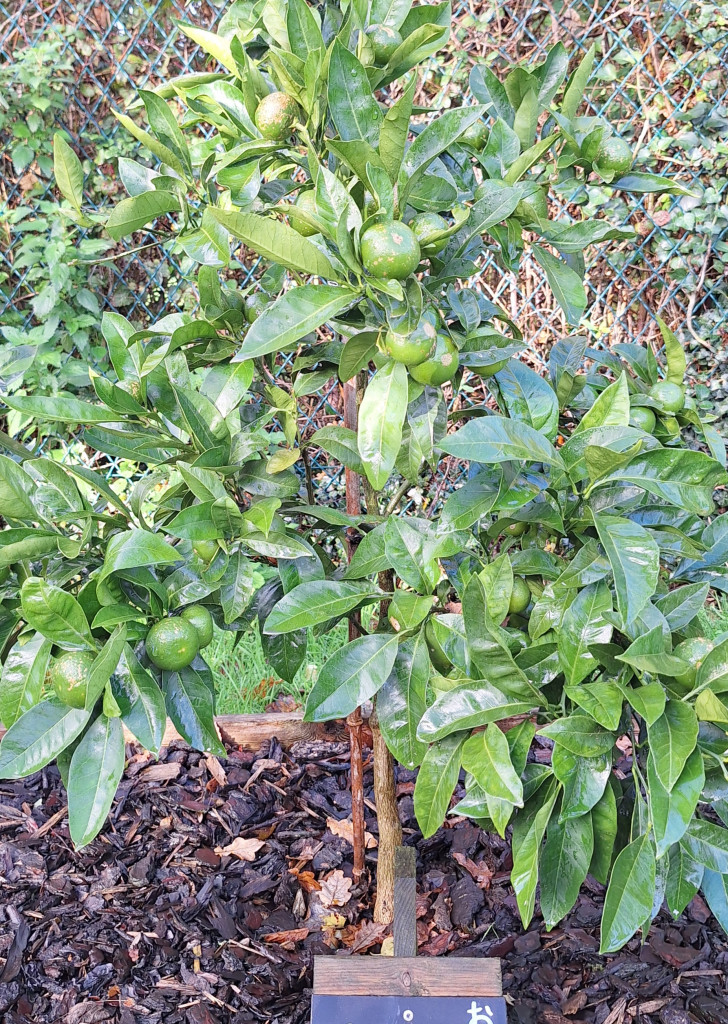 Zoomer sur l'image : Satsuma Owari