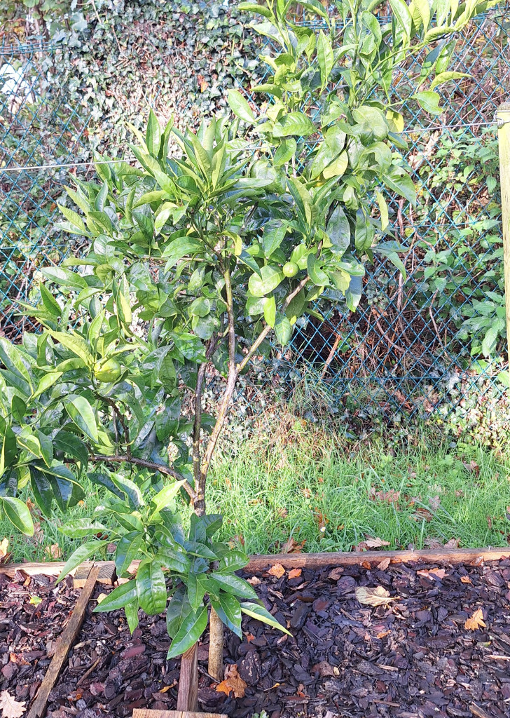 Zoomer sur l'image : Satsuma Owari