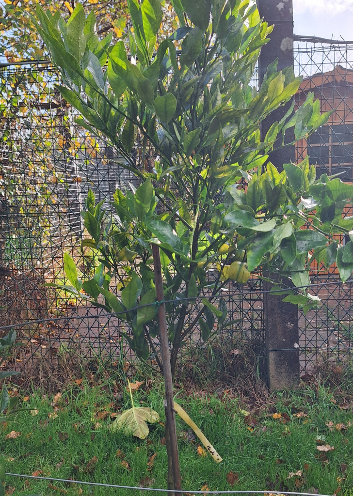 Zoomer sur l'image : Satsuma Shangsa